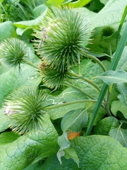 Arctium