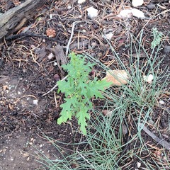 Dysphania graveolens