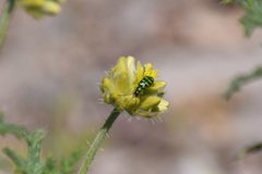 Diabrotica balteata