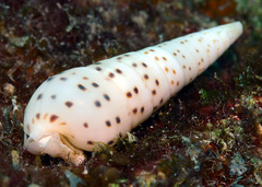 Longchaeus acus
