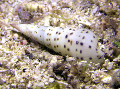Longchaeus acus