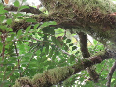 Troglodytes pacificus