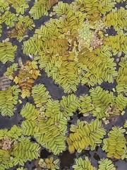 Salvinia natans