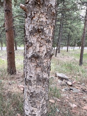Pseudotsuga