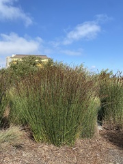 Schoenoplectus californicus