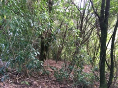 Melicytus ramiflorus