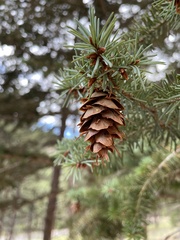 Pseudotsuga