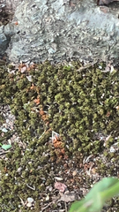 Ulota crispa