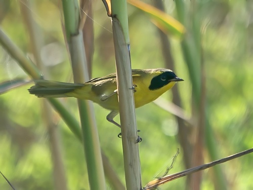 Belding's Yellowthroat (Geothlypis beldingi), photo 1