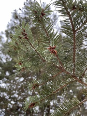 Pseudotsuga