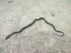 Drymarchon melanurus