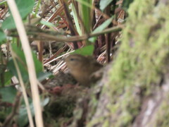 Troglodytes pacificus