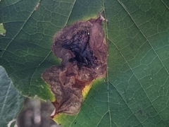 Cameraria hamameliella