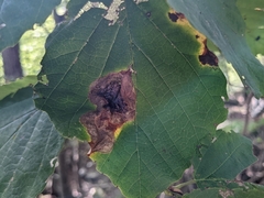 Cameraria hamameliella