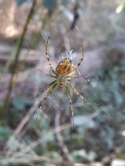 Mangora