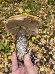 Leccinum versipelle