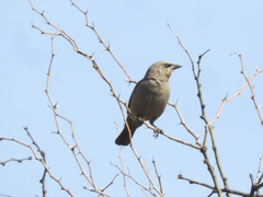 Agelaioides badius
