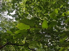 Cameraria hamameliella