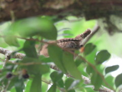 Troglodytes pacificus