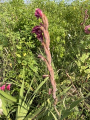 Gladiolus