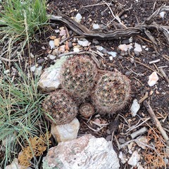 Escobaria vivipara arizonica