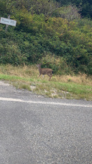 Odocoileus hemionus sitkensis