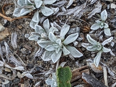 Antennaria parvifolia