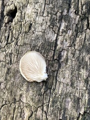 Crepidotus mollis