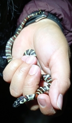 Lampropeltis mexicana