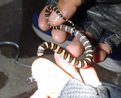 Lampropeltis mexicana