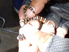 Lampropeltis mexicana