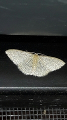 Pleuroprucha