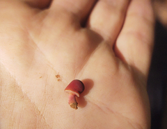 Chalciporus rubinellus