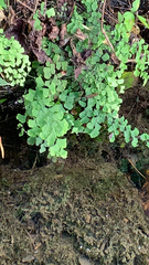 Adiantum capillus-veneris
