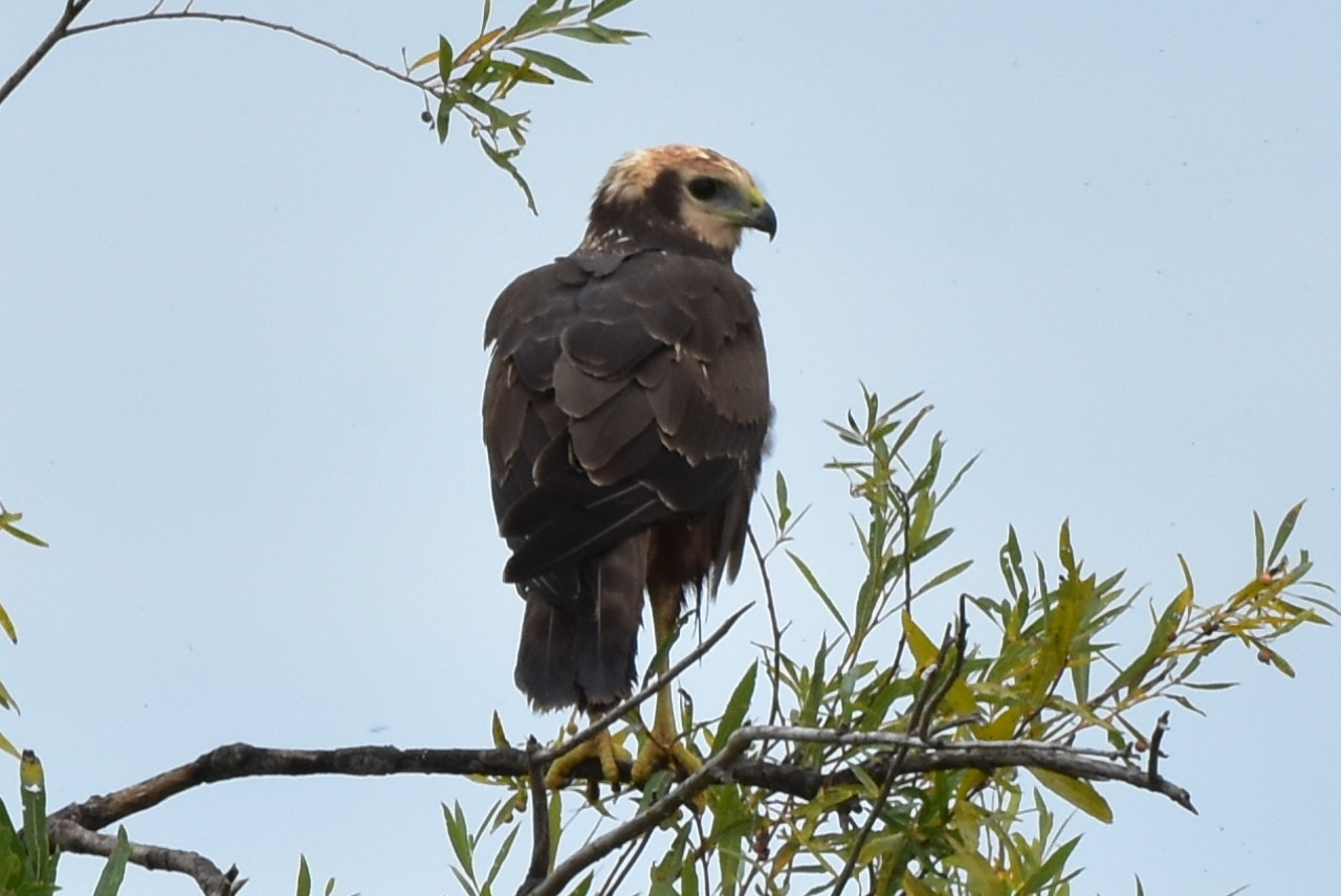 Eastern Marsh Harrier