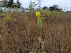 Oenothera villosa