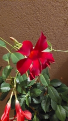 Mandevilla sanderi