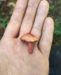 Chalciporus rubinellus