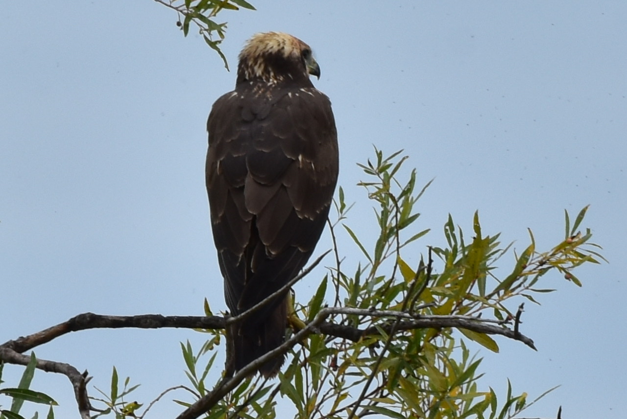 Eastern Marsh Harrier