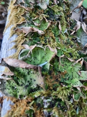 Peltigera aphthosa