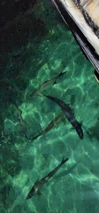 Megalops atlanticus