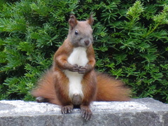 Sciurus vulgaris