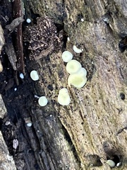Crepidotus