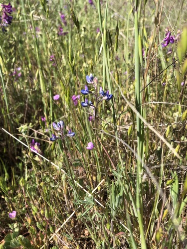iNaturalist observation photo of Miniature Lupine