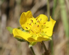 Potentilla reptans