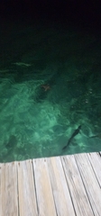 Megalops atlanticus