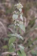 Pycnanthemum incanum