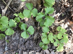 Waldsteinia