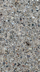 Tetramorium immigrans