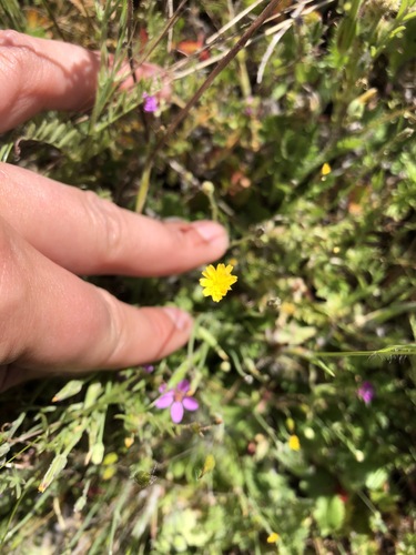 iNaturalist observation photo of Cat's-Ears